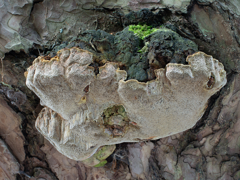 Phellinus pini